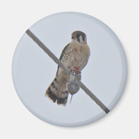 American Kestrel (Falco sparverius)アイテム マグネット (正面)