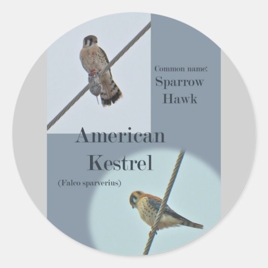 American Kestrel (Falco sparverius)アイテム ラウンドシール (正面)