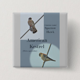 American Kestrel (Falco sparverius)アイテム 缶バッジ