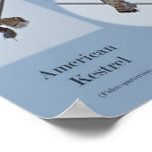 American Kestrel (Falco sparverius) Itemsプリント ポスター (角)