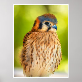 American Kestrel Portrait Wall Art Colorful Print ポスター