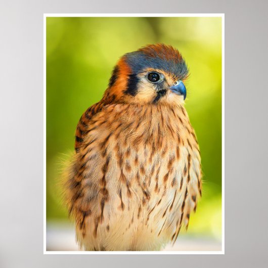 American Kestrel Portrait Wall Art Colorful Print ポスター (正面)