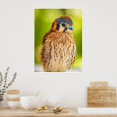 American Kestrel Portrait Wall Art Colorful Print ポスター (キッチン)