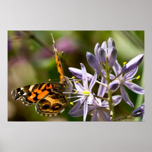 American Lady Butterfly Wild Hyacinth Poster ポスター (正面)