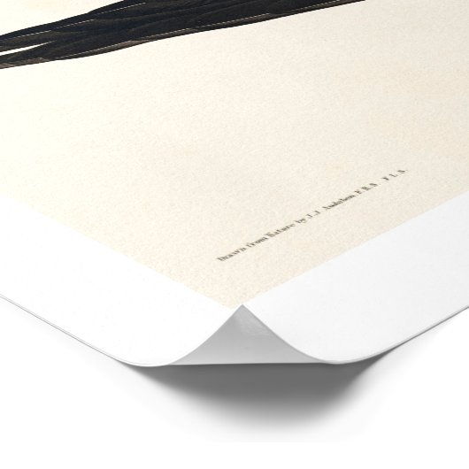 American Magpie by Audubon Poster ポスター (角)