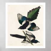 American Magpie by Audubon Poster ポスター (正面)
