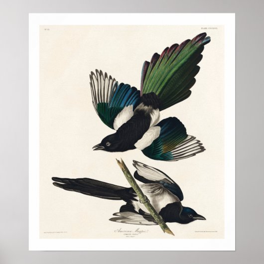 American Magpie by Audubon Poster ポスター (正面)