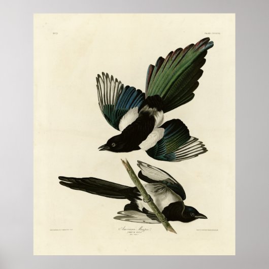 American Magpie from Audubon's Birds of America ポスター (正面)