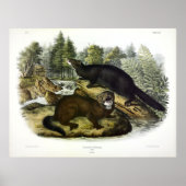 American Mink, Neovison vison by Audubon ポスター (正面)