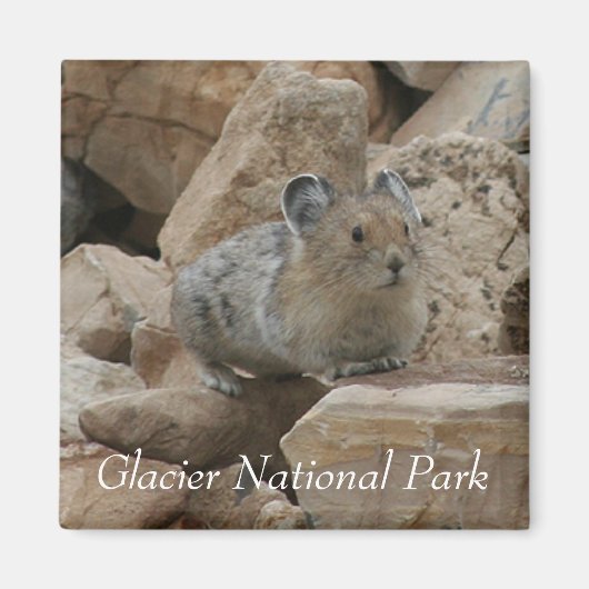 American Pika, Glacier National Park マグネット (正面)