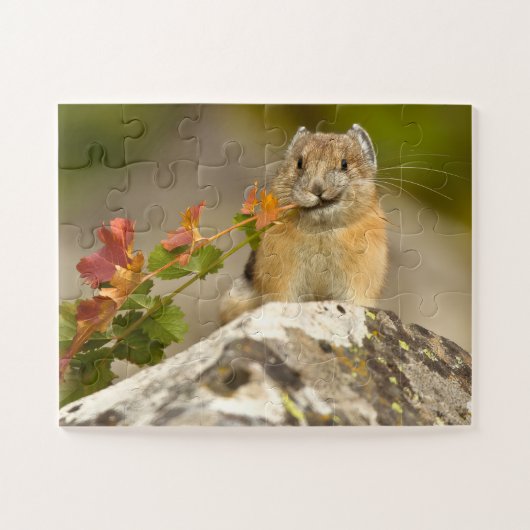 American pika Jigsaw Puzzle ジグソーパズル (横)