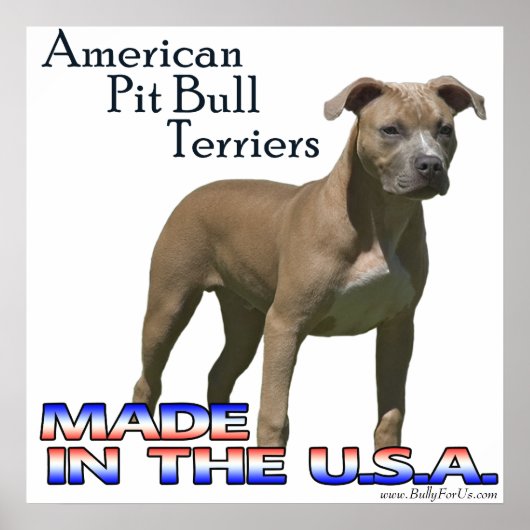 American Pit Bull Terrier (APBT)ポスター ポスター (正面)