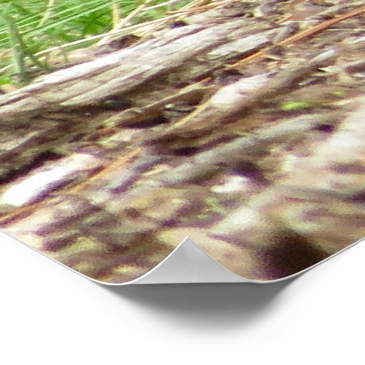 American Robin ポスター (角)