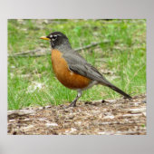 American Robin ポスター (正面)