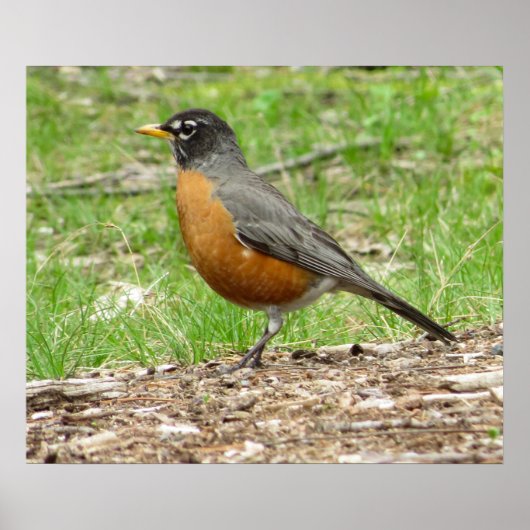 American Robin ポスター (正面)