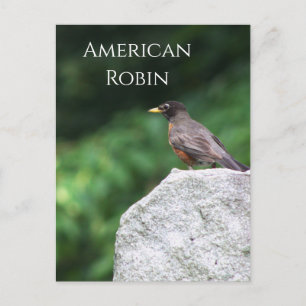 American Robin Birdフォトポストカード ポストカード