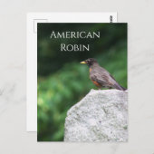 American Robin Birdフォトポストカード ポストカード (正面/裏面)