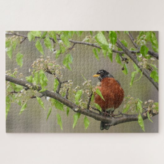 American Robin Perched on Branchと春開花 ジグソーパズル (横)