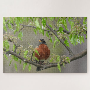 American Robin Perched on Branchと春開花 ジグソーパズル