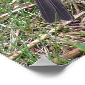 American Robin Photo Poster ポスター (角)