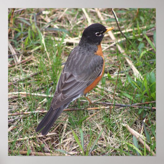 American Robin Photo Poster ポスター (正面)