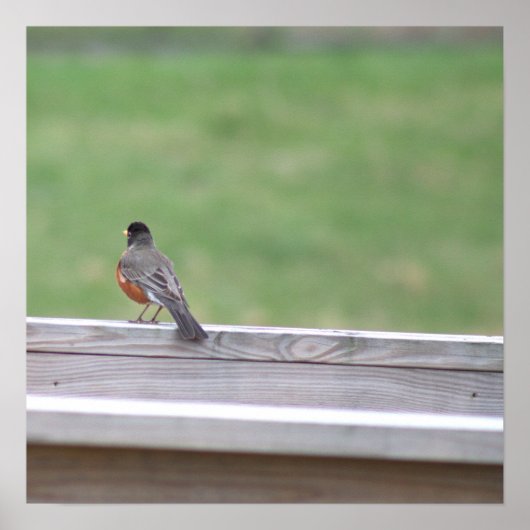 American Robin Photo Poster ポスター (正面)