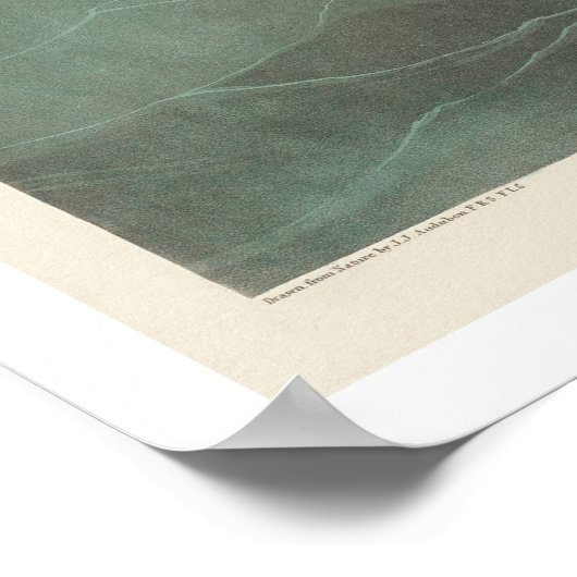 American Scoter Duck by Audubon Poster ポスター (角)