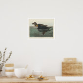 American Scoter Duck by Audubon Poster ポスター (キッチン)