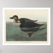 American Scoter Duck by Audubon Poster ポスター (正面)