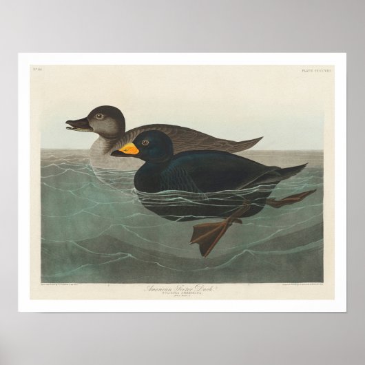 American Scoter Duck by Audubon Poster ポスター (正面)