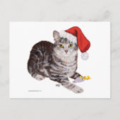 American Shorthair Tabby Cat – クリスマス (正面)