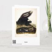 American SkunkまたはストライプのSkunk、by Audubon カード (裏面)