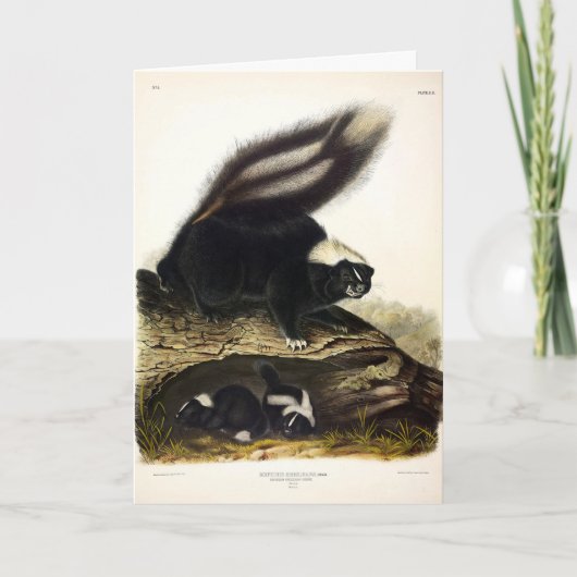 American SkunkまたはストライプのSkunk、by Audubon カード (正面)