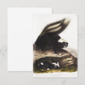 American Skunk Portrait 招待状 (正面/裏面)