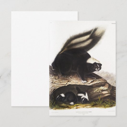 American Skunk Portrait 招待状 (正面/裏面)