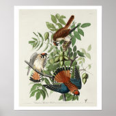 American Sparrow Hawk by Audubon Poster ポスター (正面)