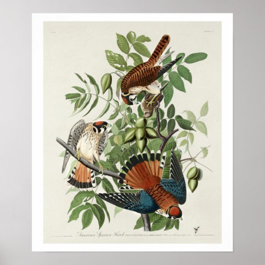 American Sparrow Hawk by Audubon Poster ポスター (正面)