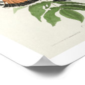 American Sparrow Hawk by Audubon Poster ポスター (角)