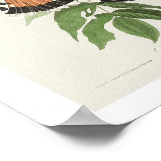 American Sparrow Hawk by Audubon Poster ポスター (角)