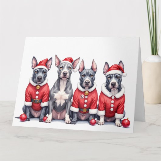 American Staffordshire Terrier Christmas Dress カード (正面)