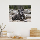 American Staffordshire Terrier - Fine Art Print ポスター (キッチン)