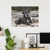 American Staffordshire Terrier - Fine Art Print ポスター (ホームオフィス)