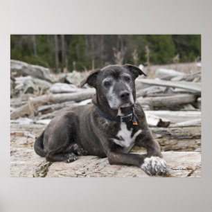 American Staffordshire Terrier - Fine Art Print ポスター