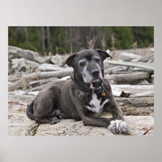 American Staffordshire Terrier - Fine Art Print ポスター (正面)