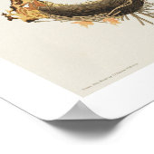 American Swift by Audubon Poster ポスター (角)