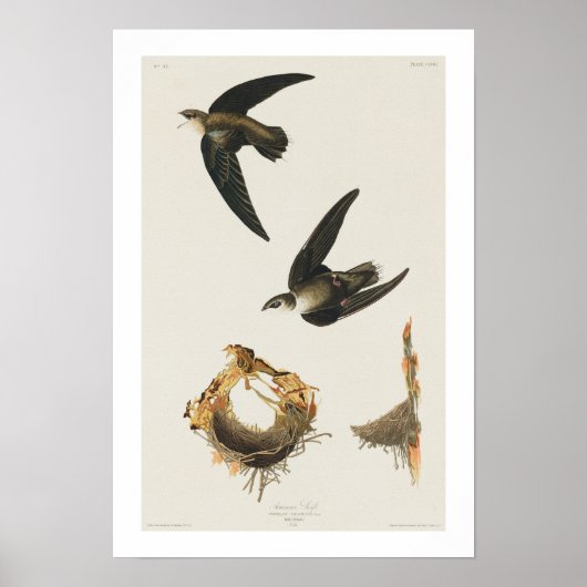 American Swift by Audubon Poster ポスター (正面)