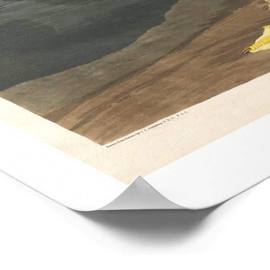 American White Pelican by Audubon Poster ポスター (角)