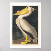American White Pelican by Audubon Poster ポスター (正面)