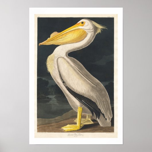 American White Pelican by Audubon Poster ポスター (正面)