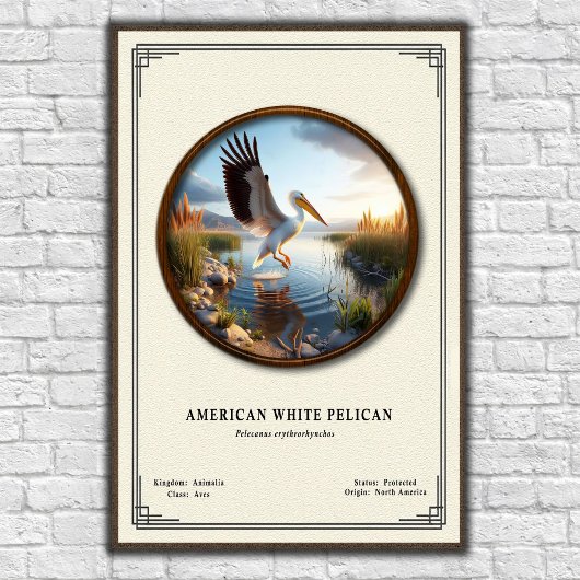 American White Pelican Zoology Series Poster ポスター